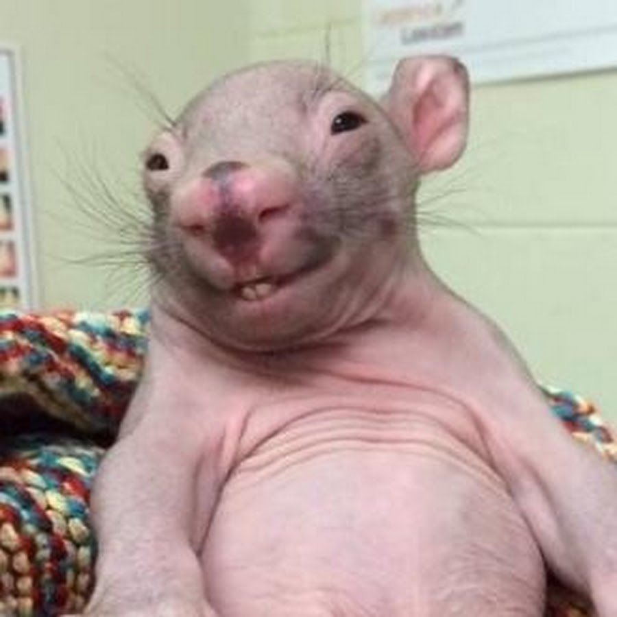 Крыса сбоку