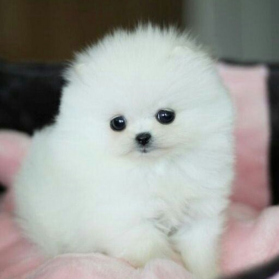 Самоед щенок