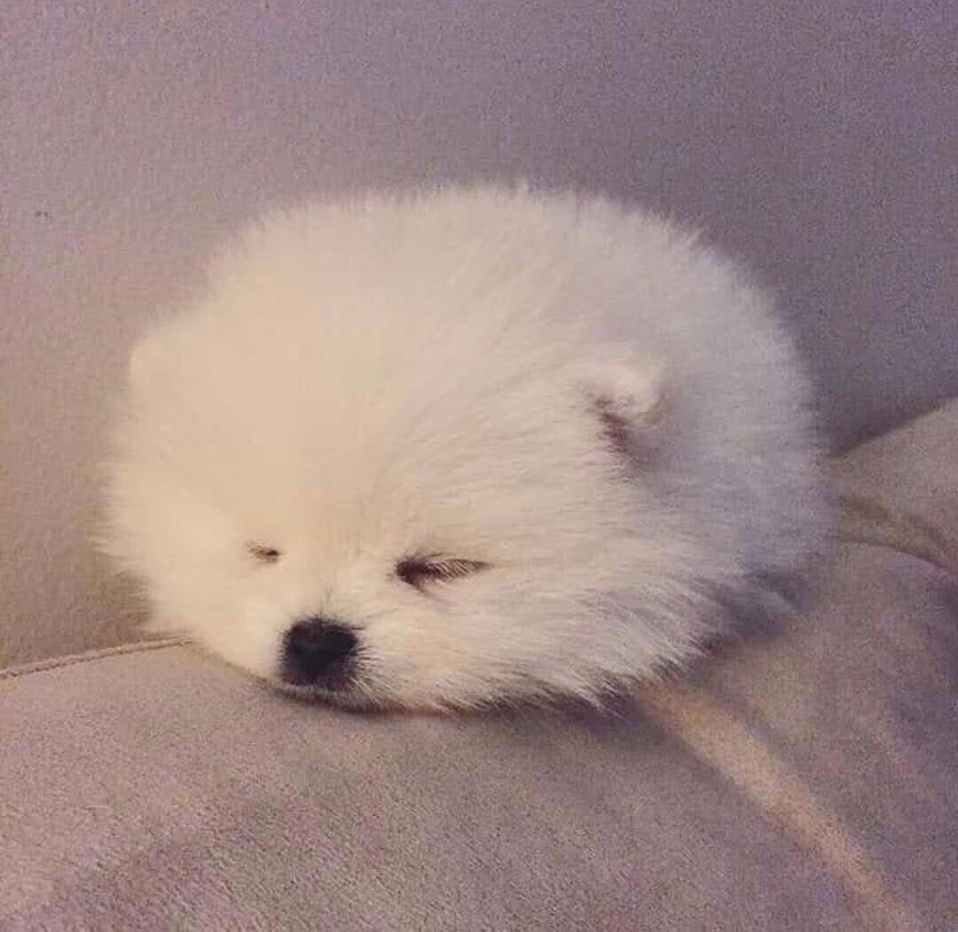 Шпиц белый щенок