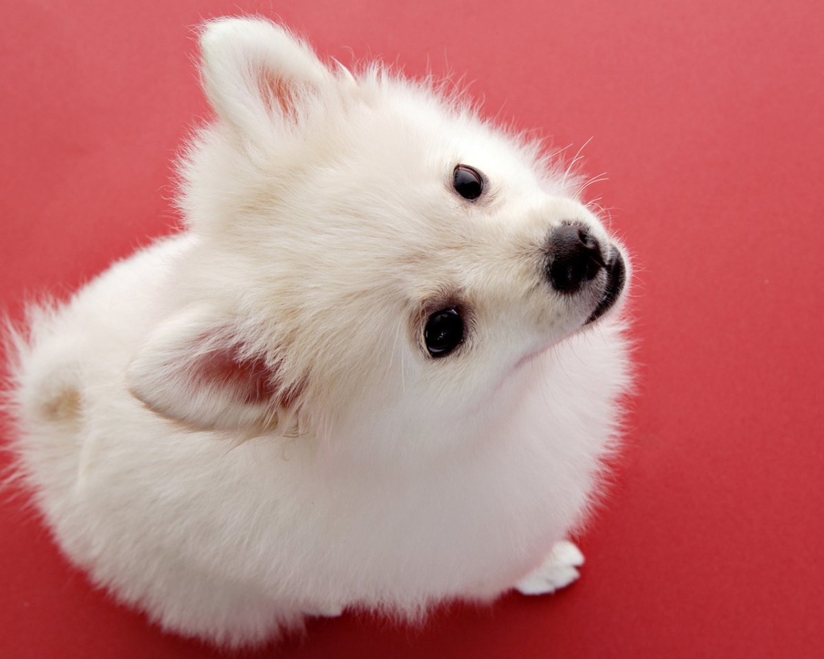 Флаффи Пуппи порода