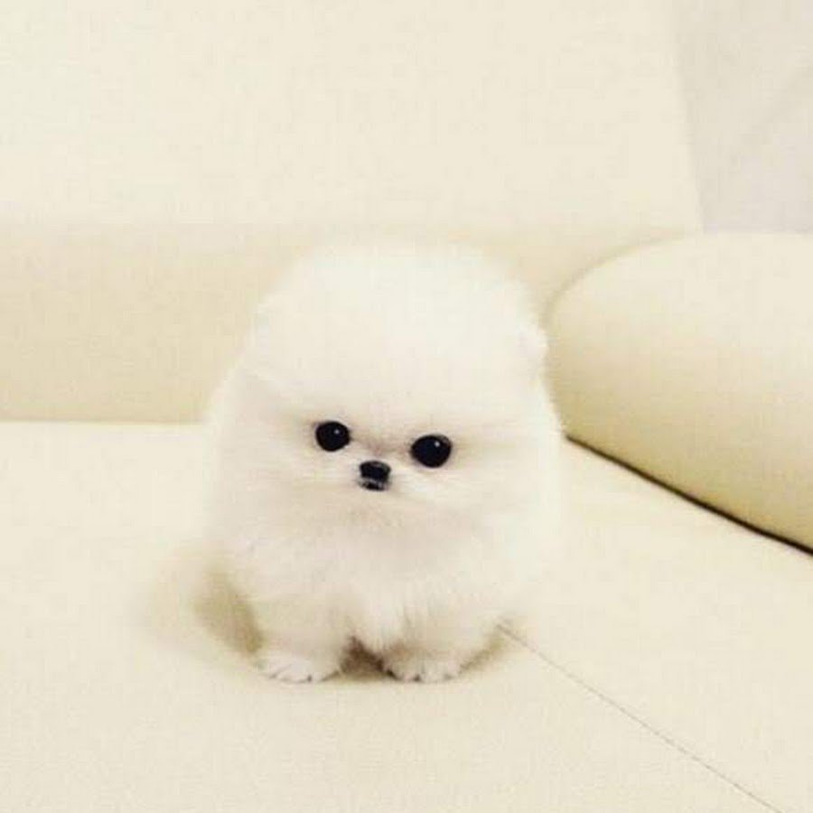 Чихуахуа шерсть вельш корги