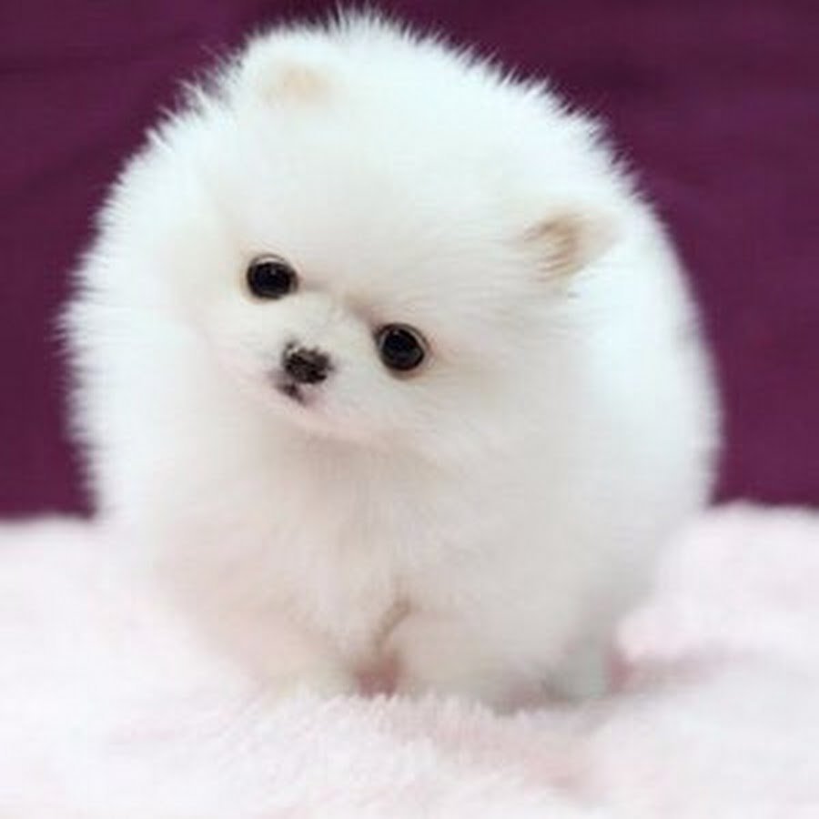 Мимимишные животные картинки