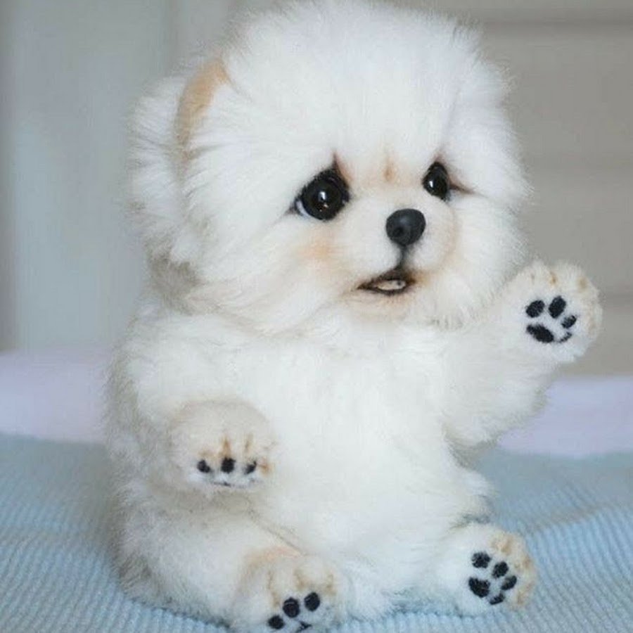 Белая маленькая собачка с цветком