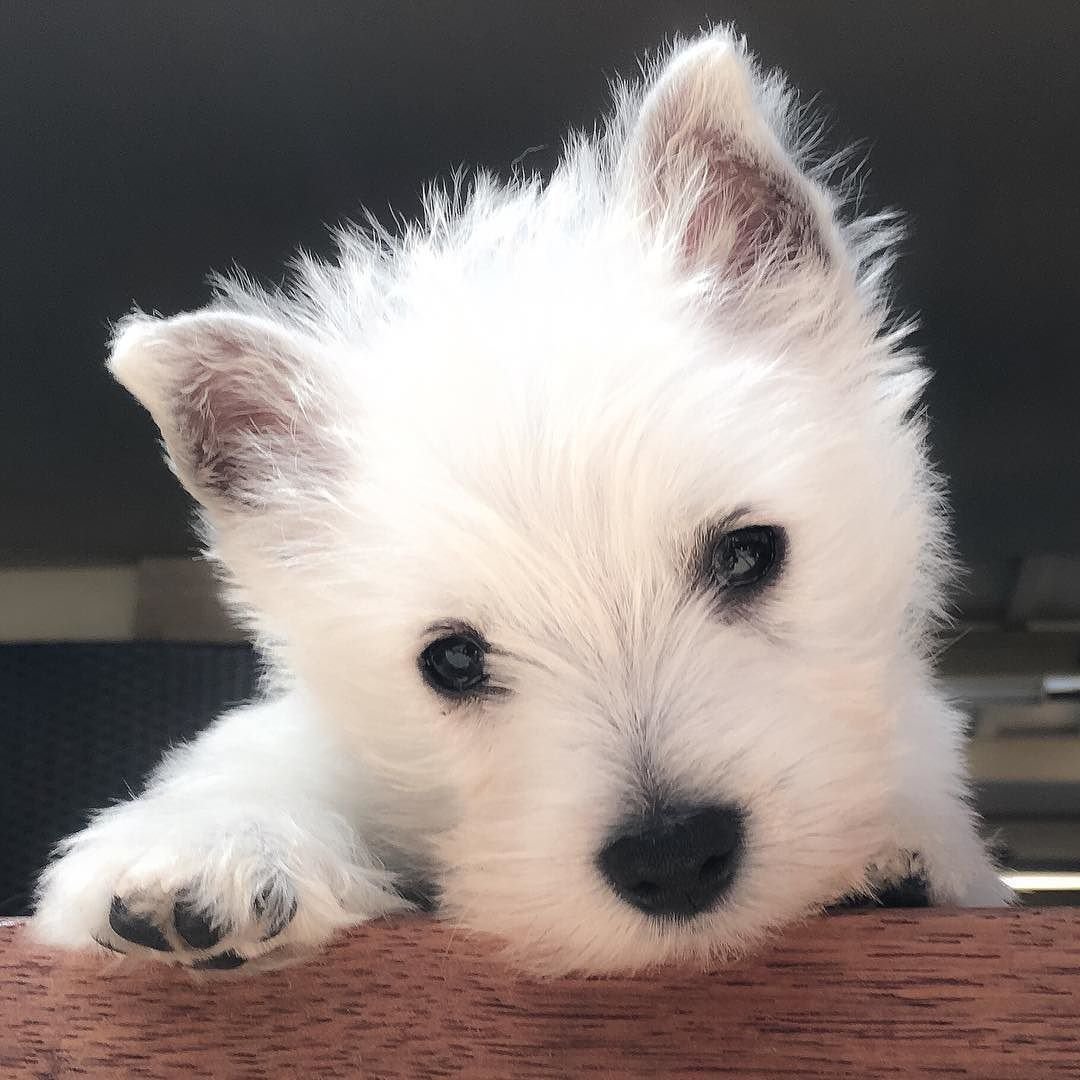 Шпиц терьер белый