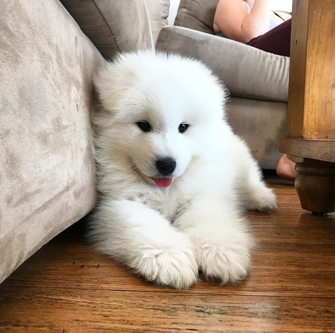 Шпиц померанский карликовый белый