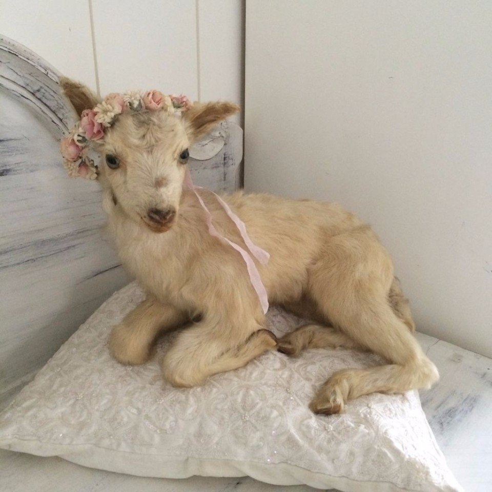 Козочки Эстетика