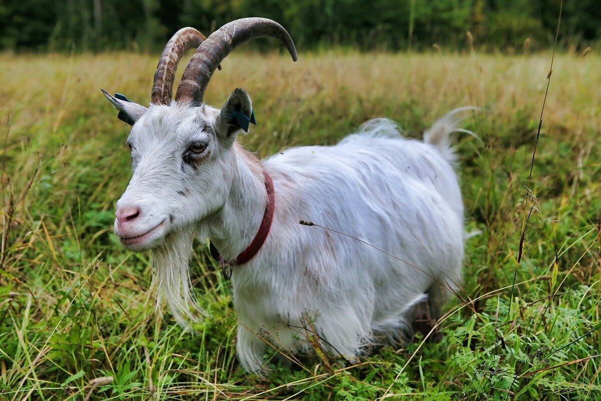 Усадьба белая коза