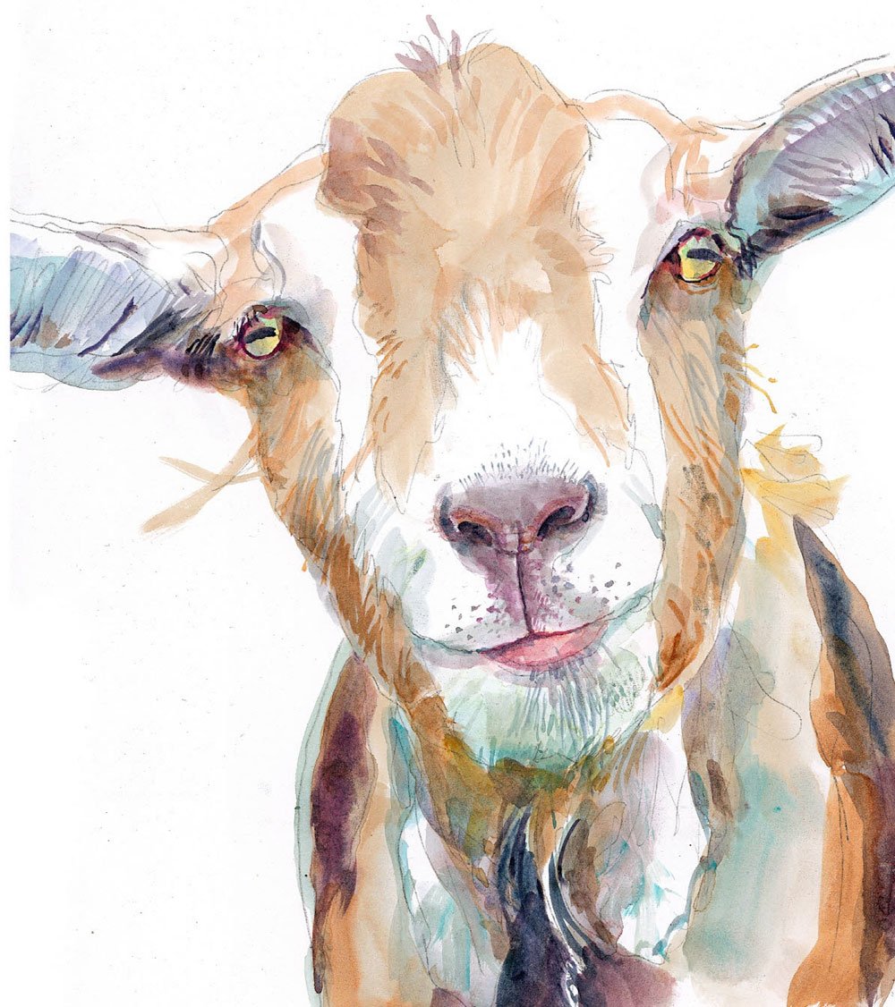 Коза акварель