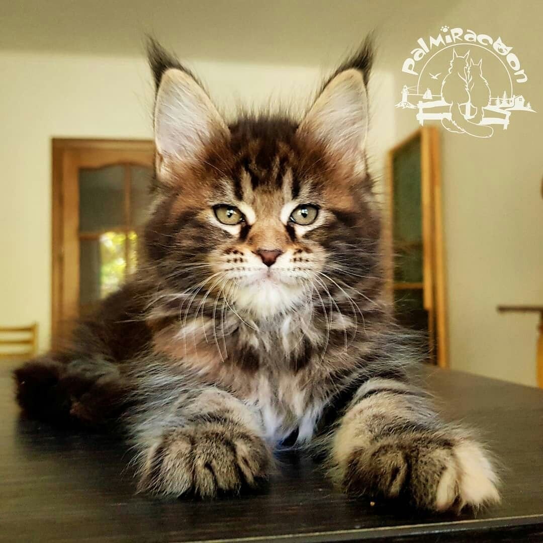 Трехшерстный Мейн кун