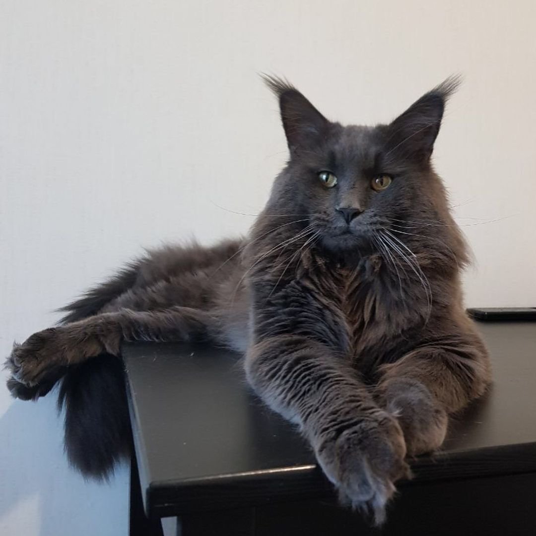 Манчкин и Мейн кун