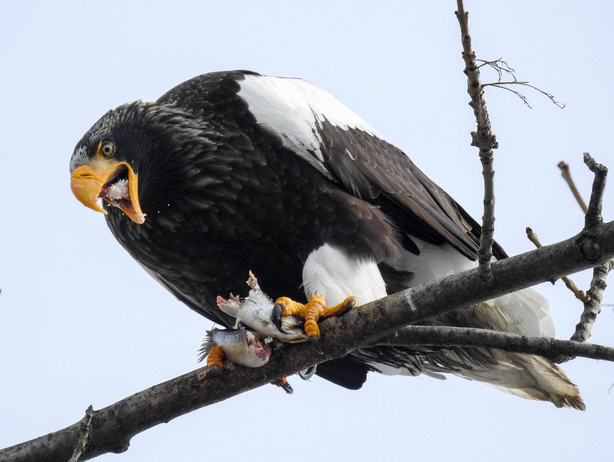 Белокрылый Орлан