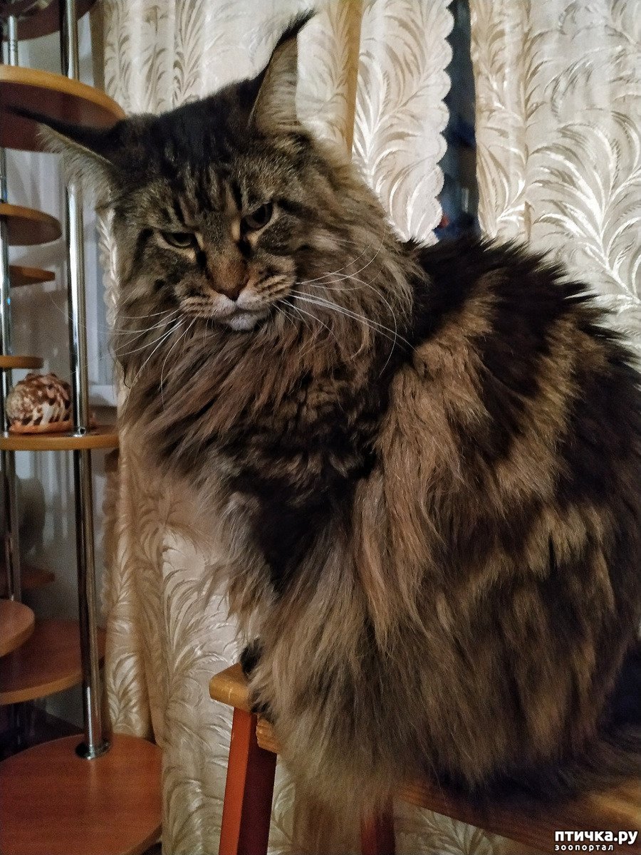 Мейн кун ориентальный