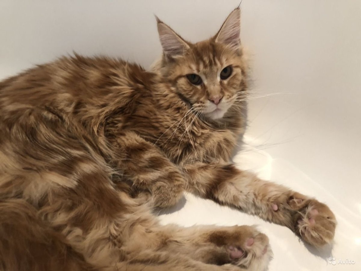 Мейн кун метис