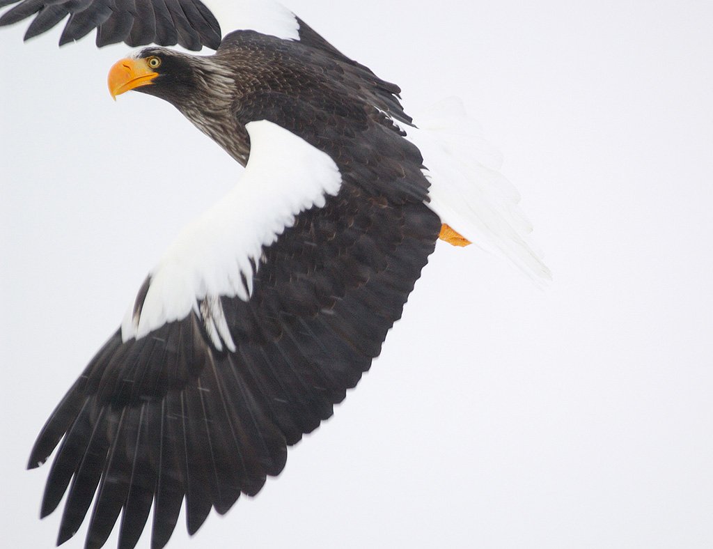 Snow Eagle картинки