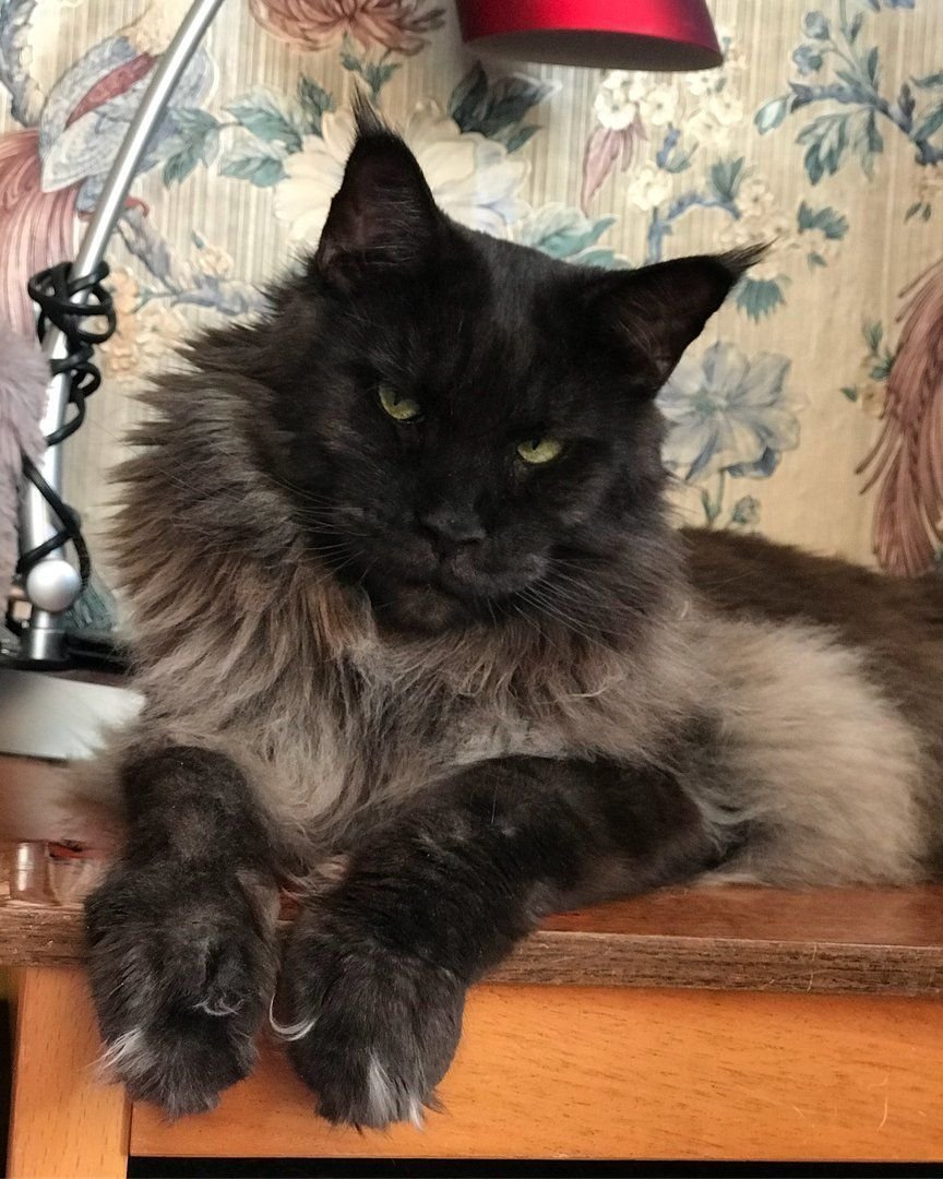 Метис Мейн куна