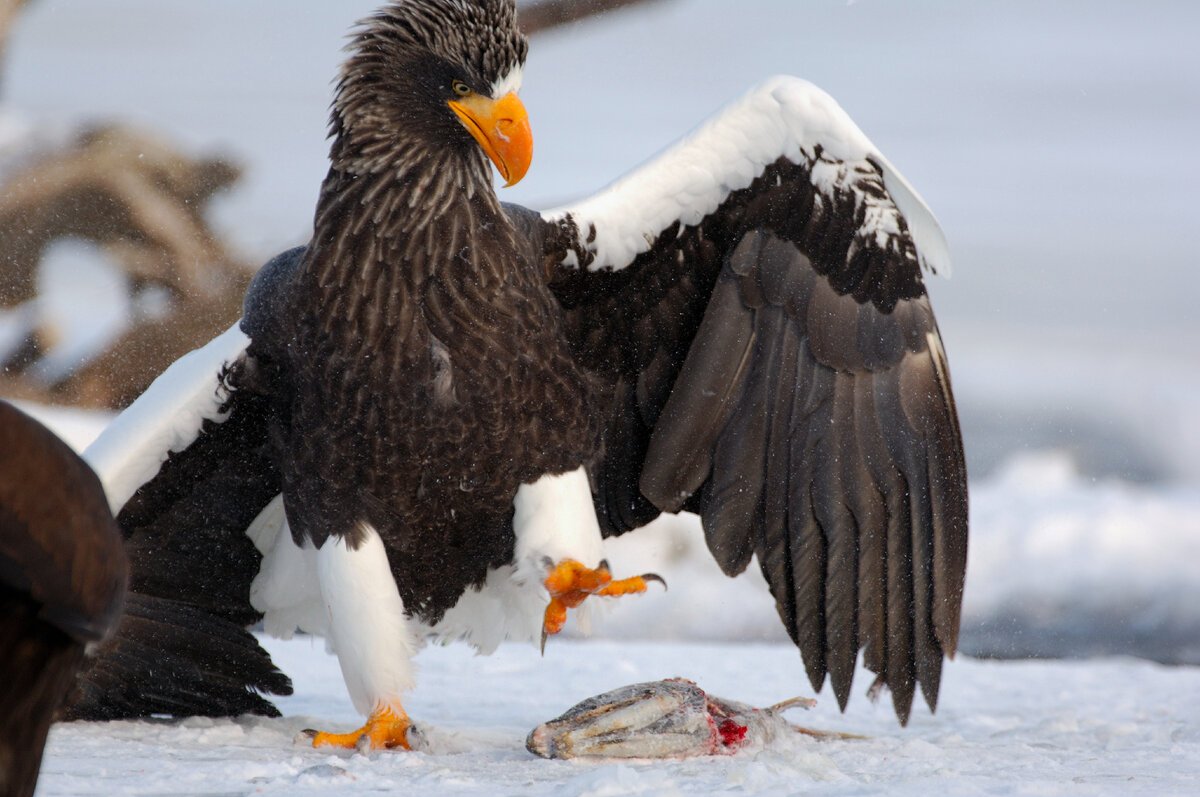 Белоплечий Орлан и белоголовый