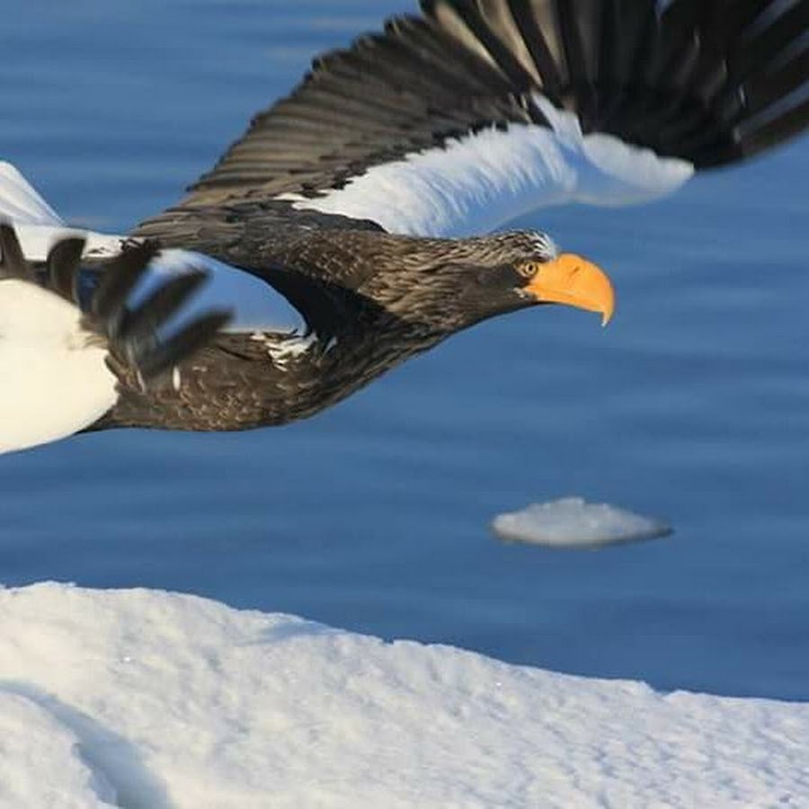 Белоплечий Орлан