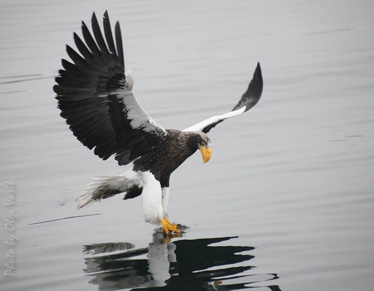 Белоплечий Орлан