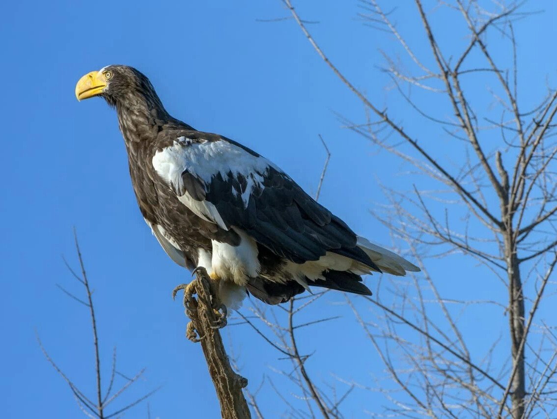 Кроноцкий заповедник Камчатка птицы