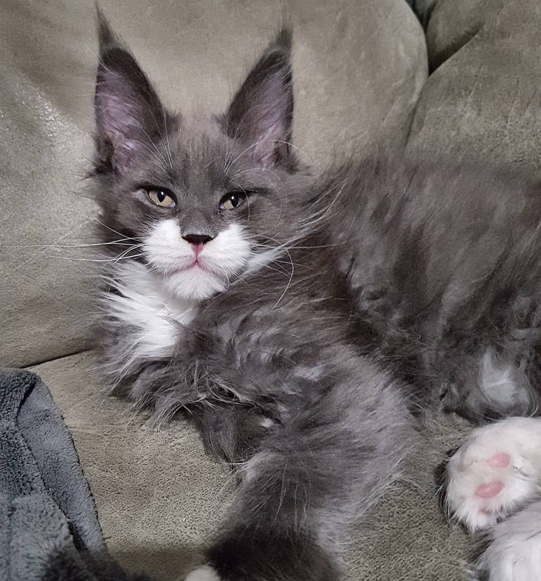 Котята метисы Мейн куна