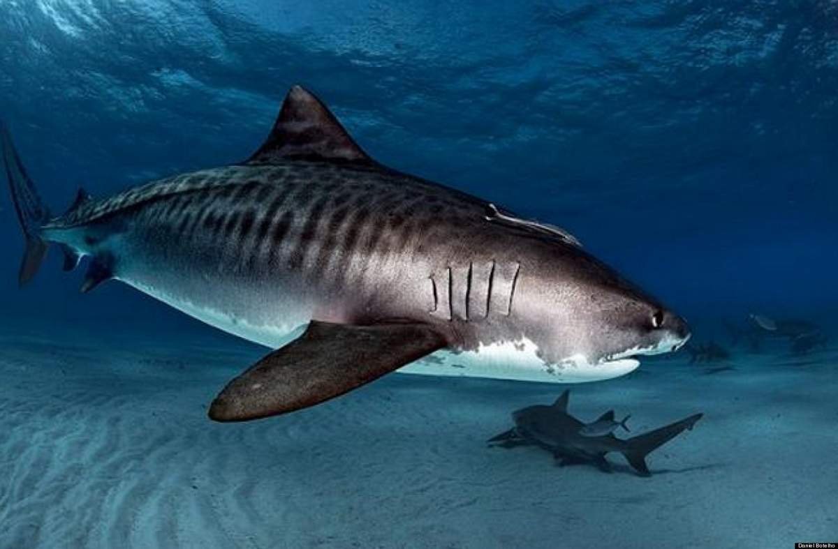 Большая белая акула (great White Shark)