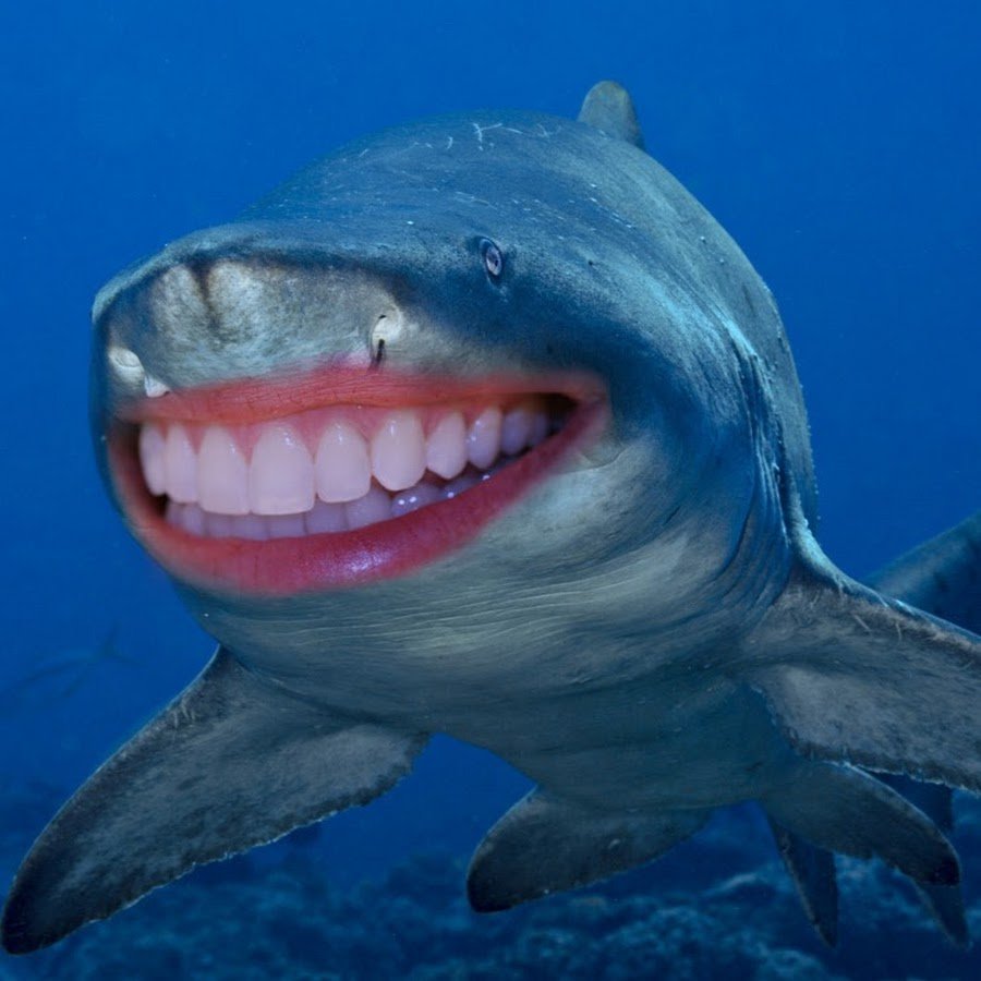 Белая акула людоед кархародон