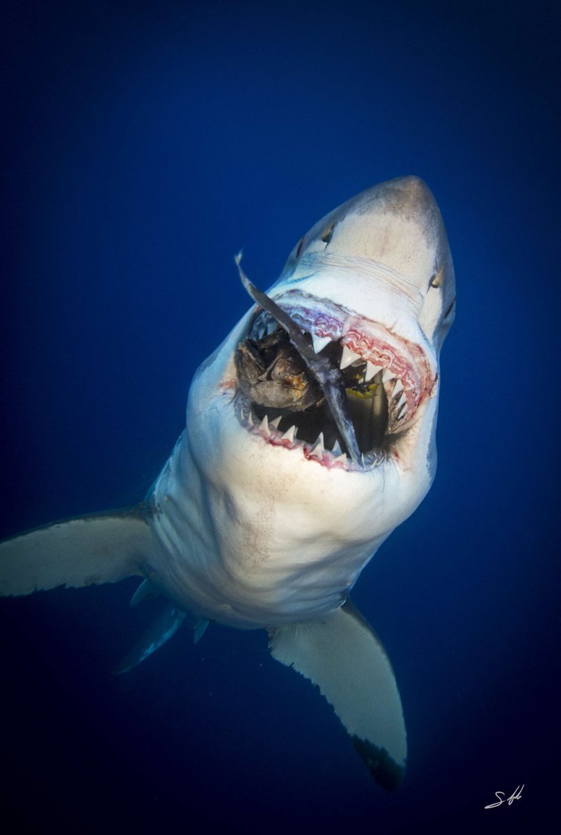 Баскинг Шарк акула