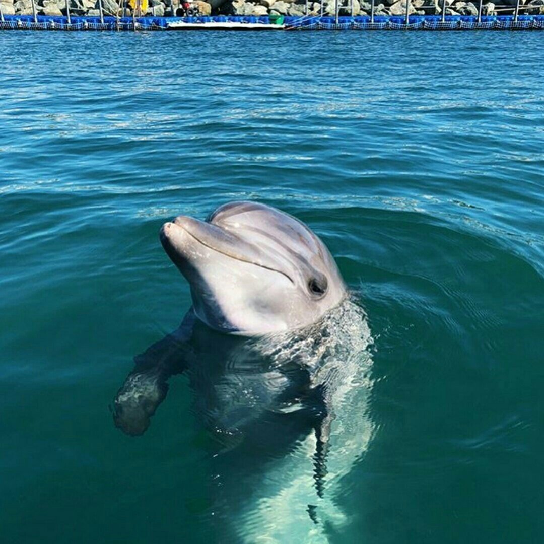дельфины в черном море