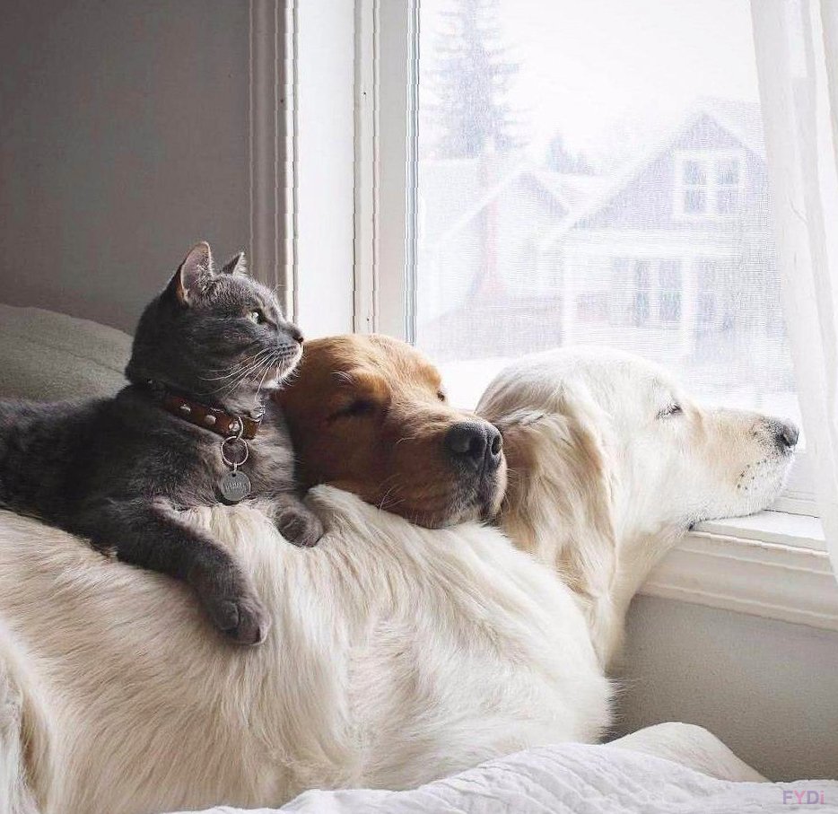 Собака и кошка вместе