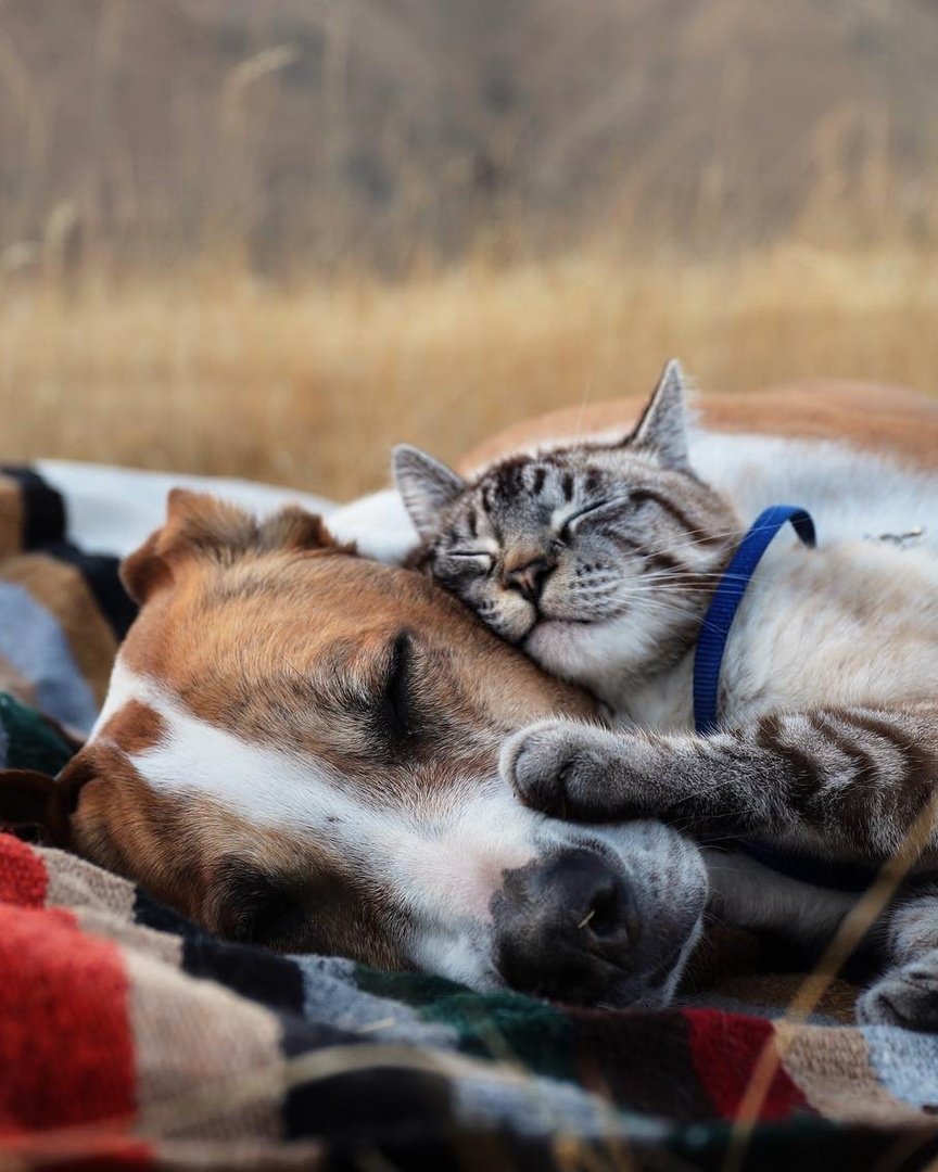 Собака с кошкой дружат