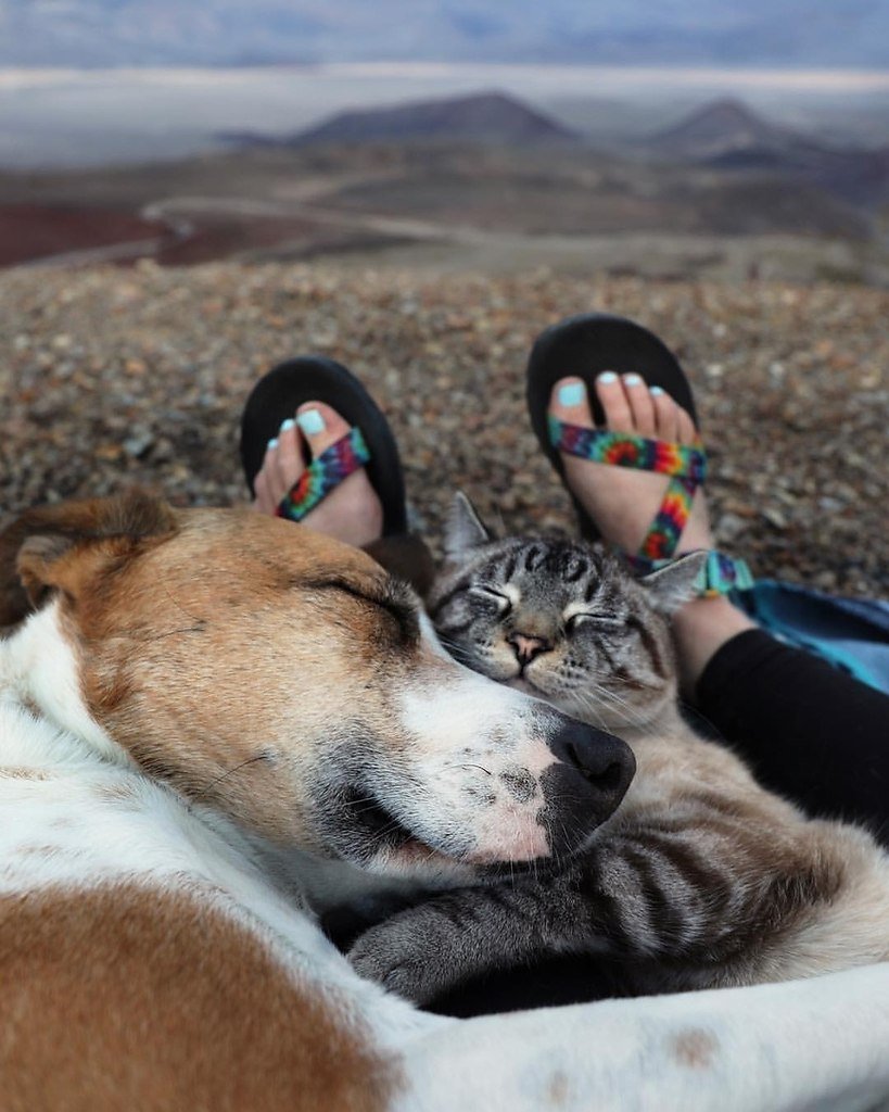 Собака и кошка вместе