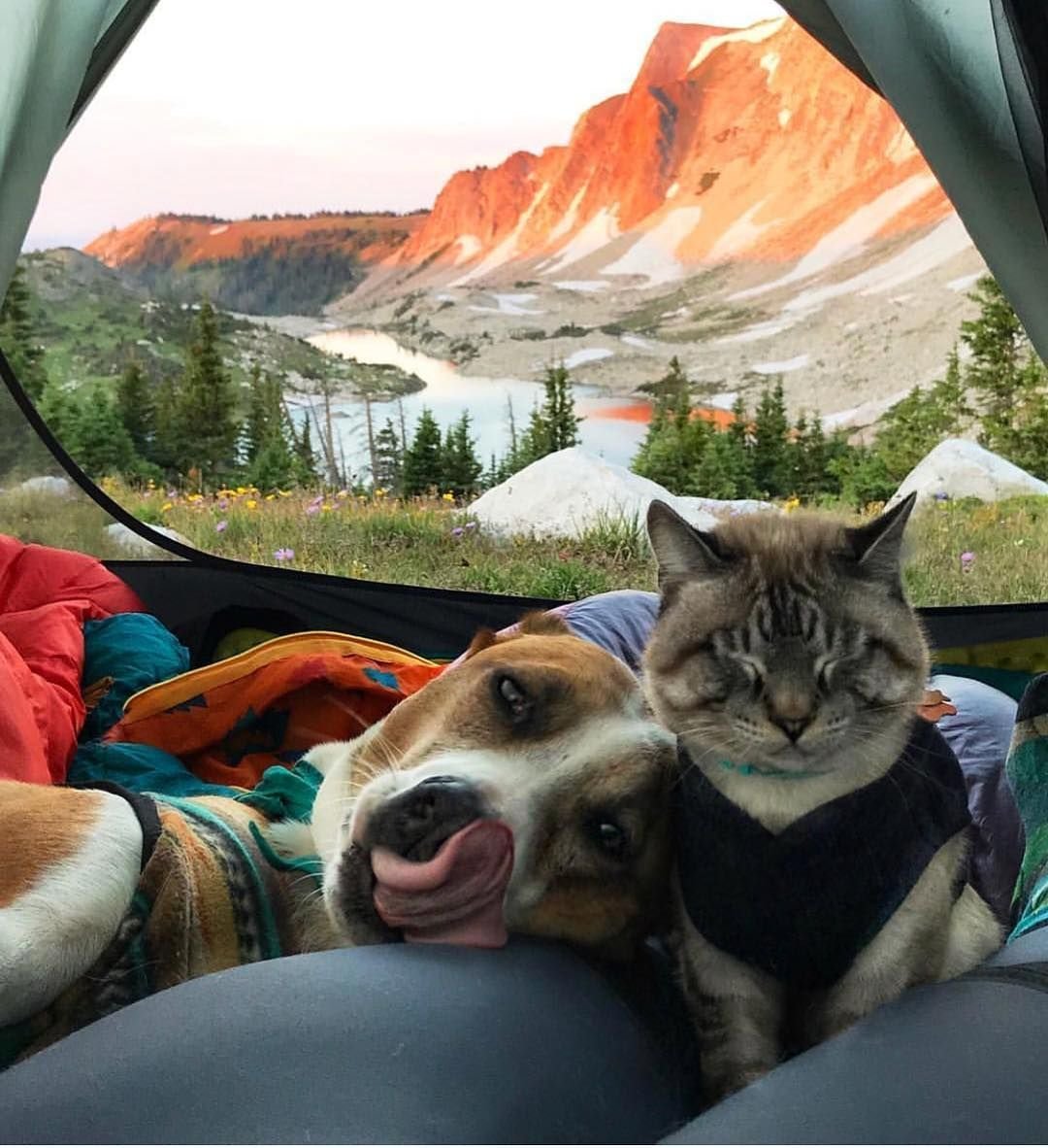 Хаски и кошка