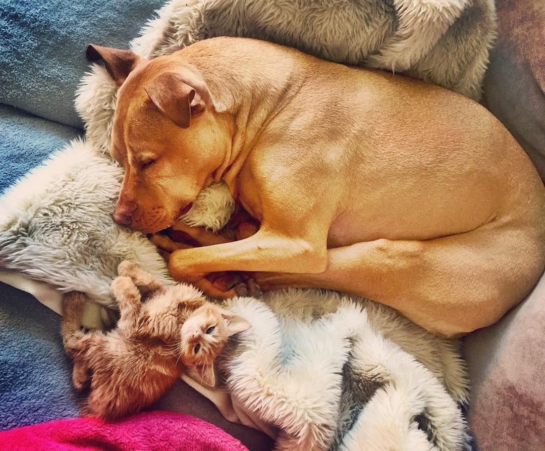 Собака и кошка выглядывают