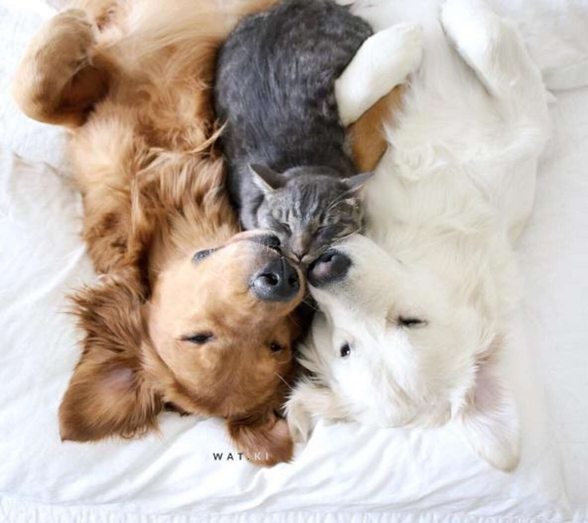 Котята щенята и другие зверята