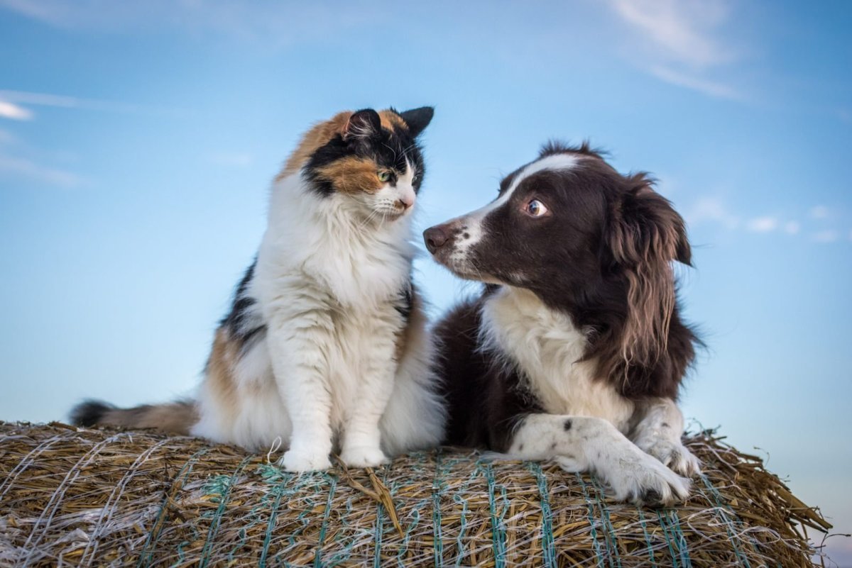 Кот и собака