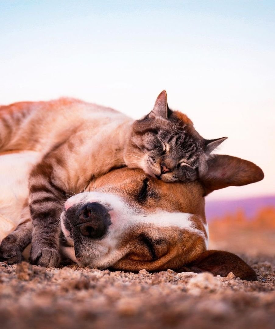 Собака и кошка вместе