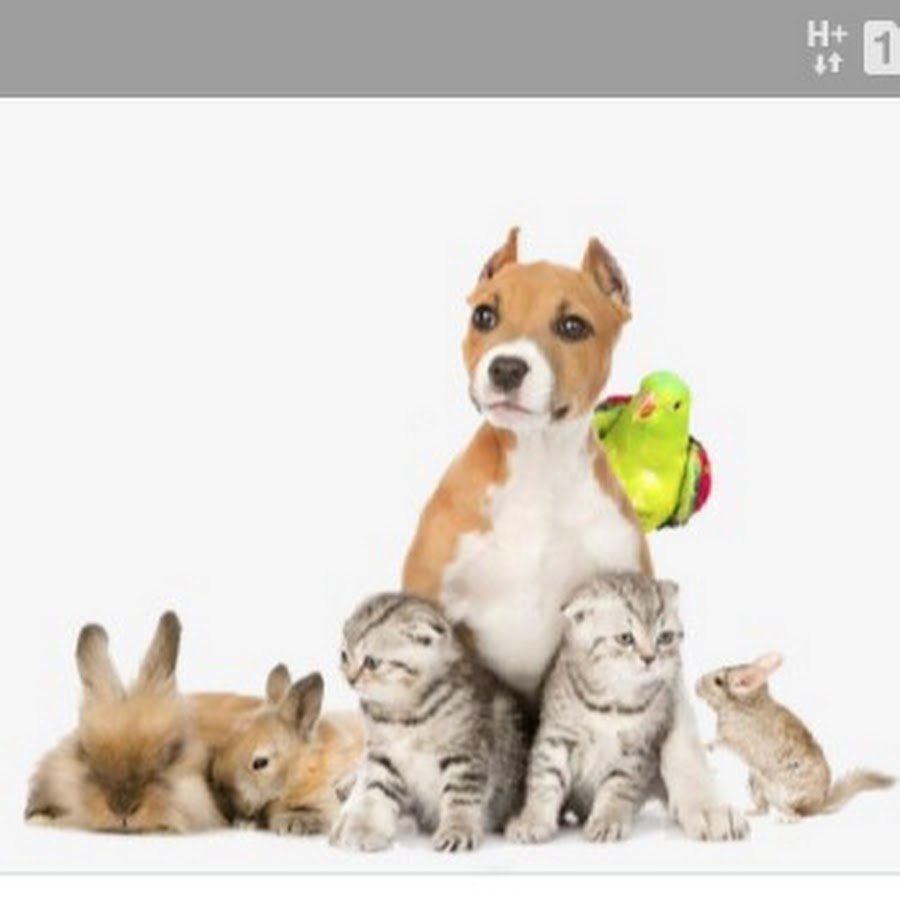 Смешные домашние питомцы