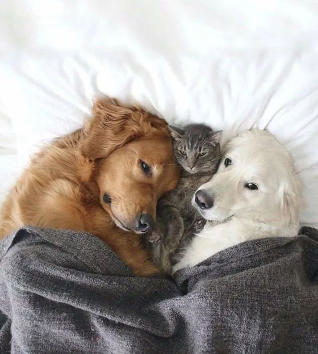 Собачки и кошечки