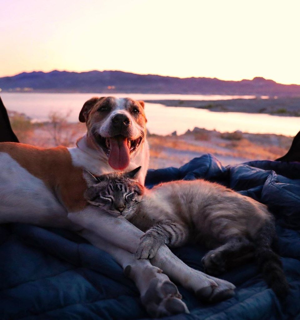 Пёс Генри и кот балу из Колорадо