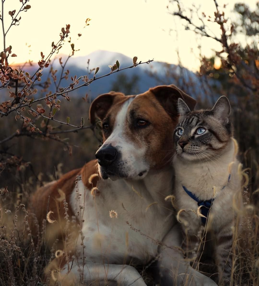 Животные вместе