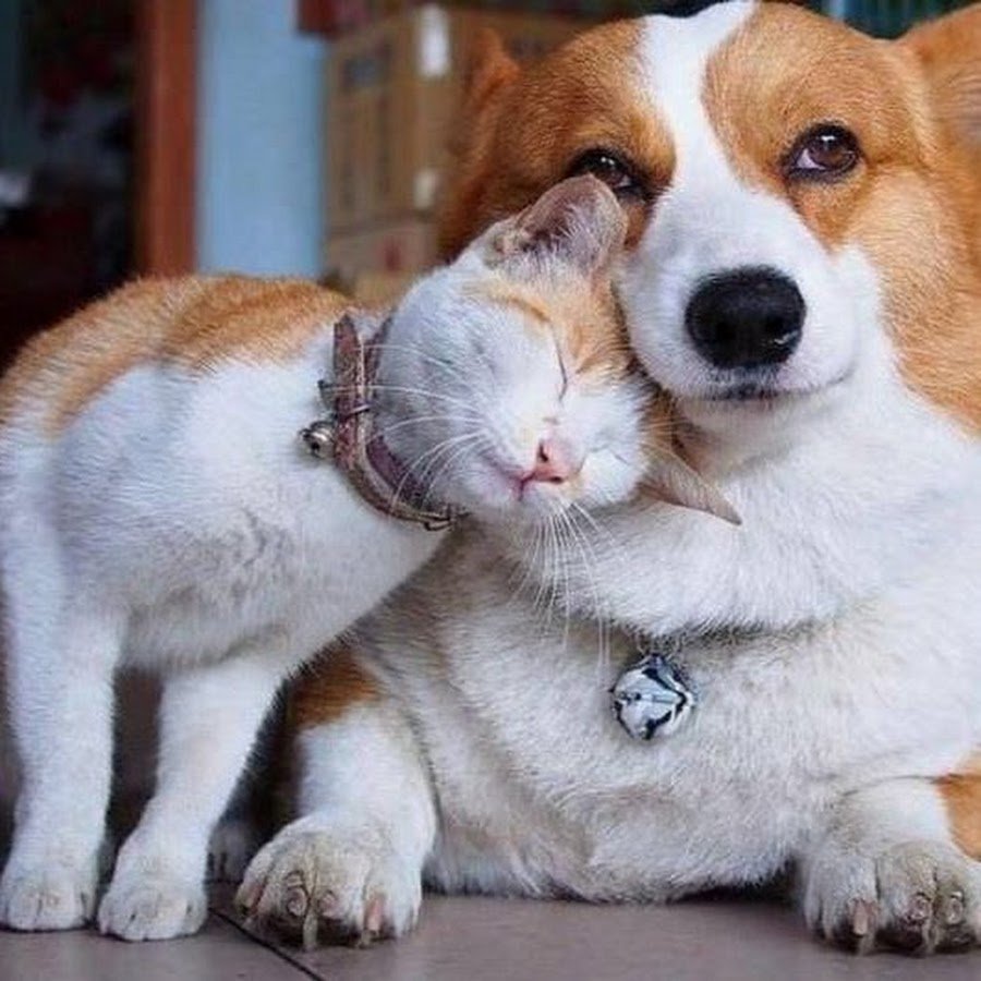 Хаски и кот