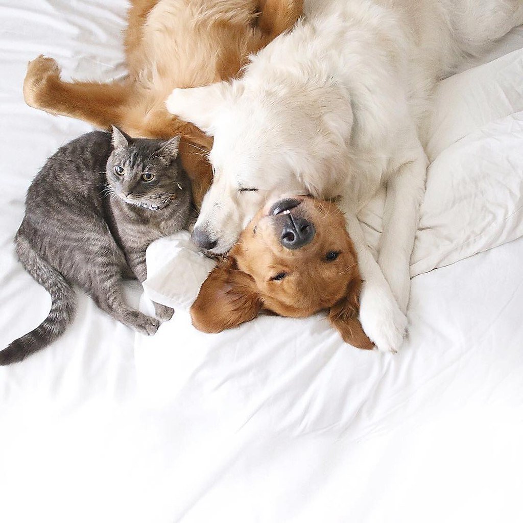 Семья с собакой и кошкой