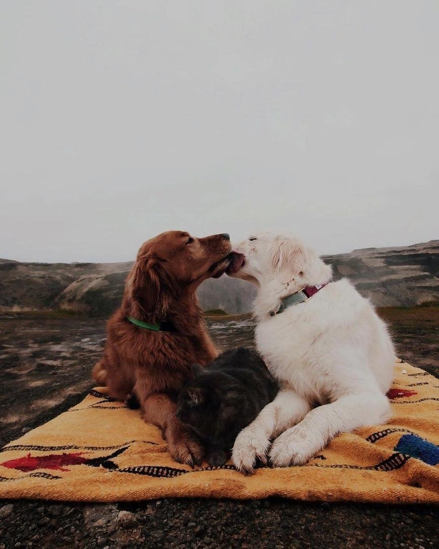 Собака лежит