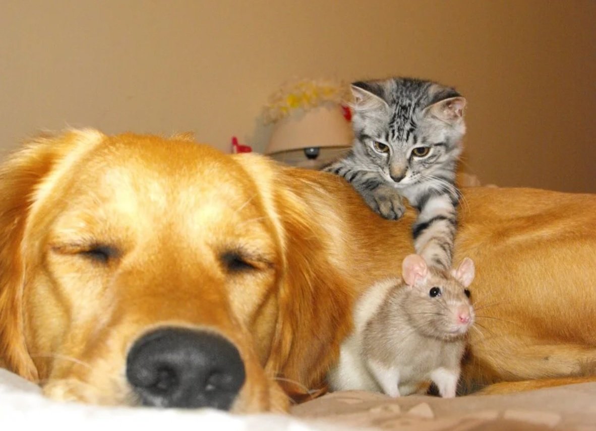 Кошки собаки Грызуны