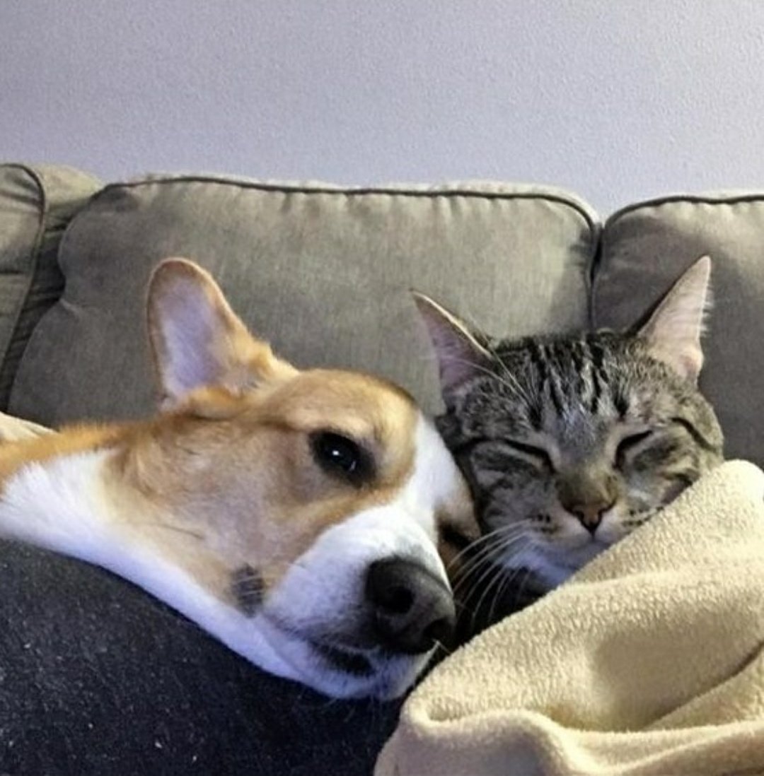 Спящие щенки и котята