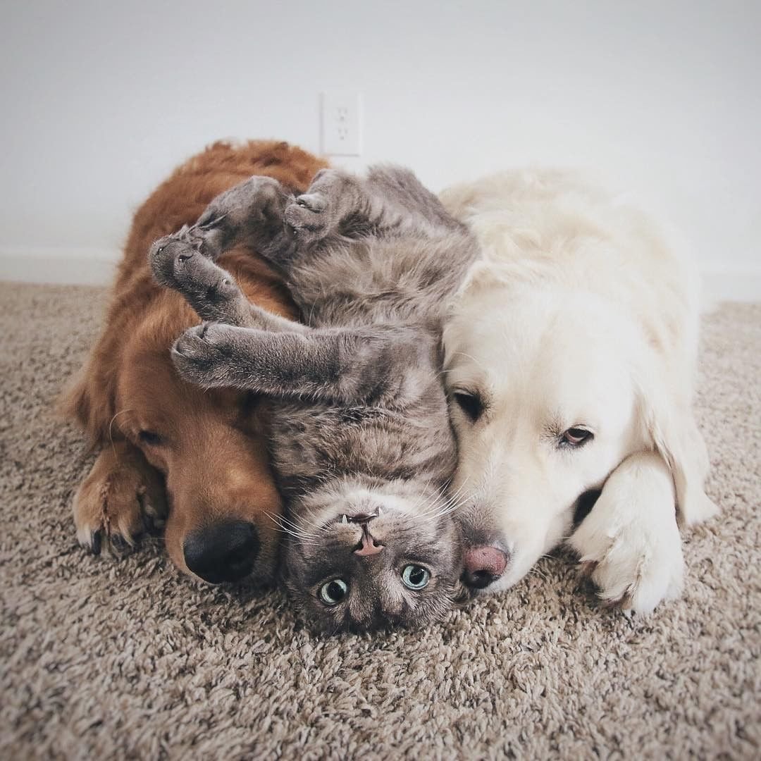 Собака с кошкой дружат