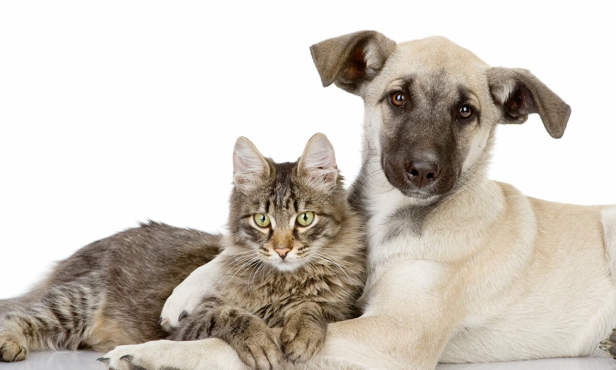 Котики собачки