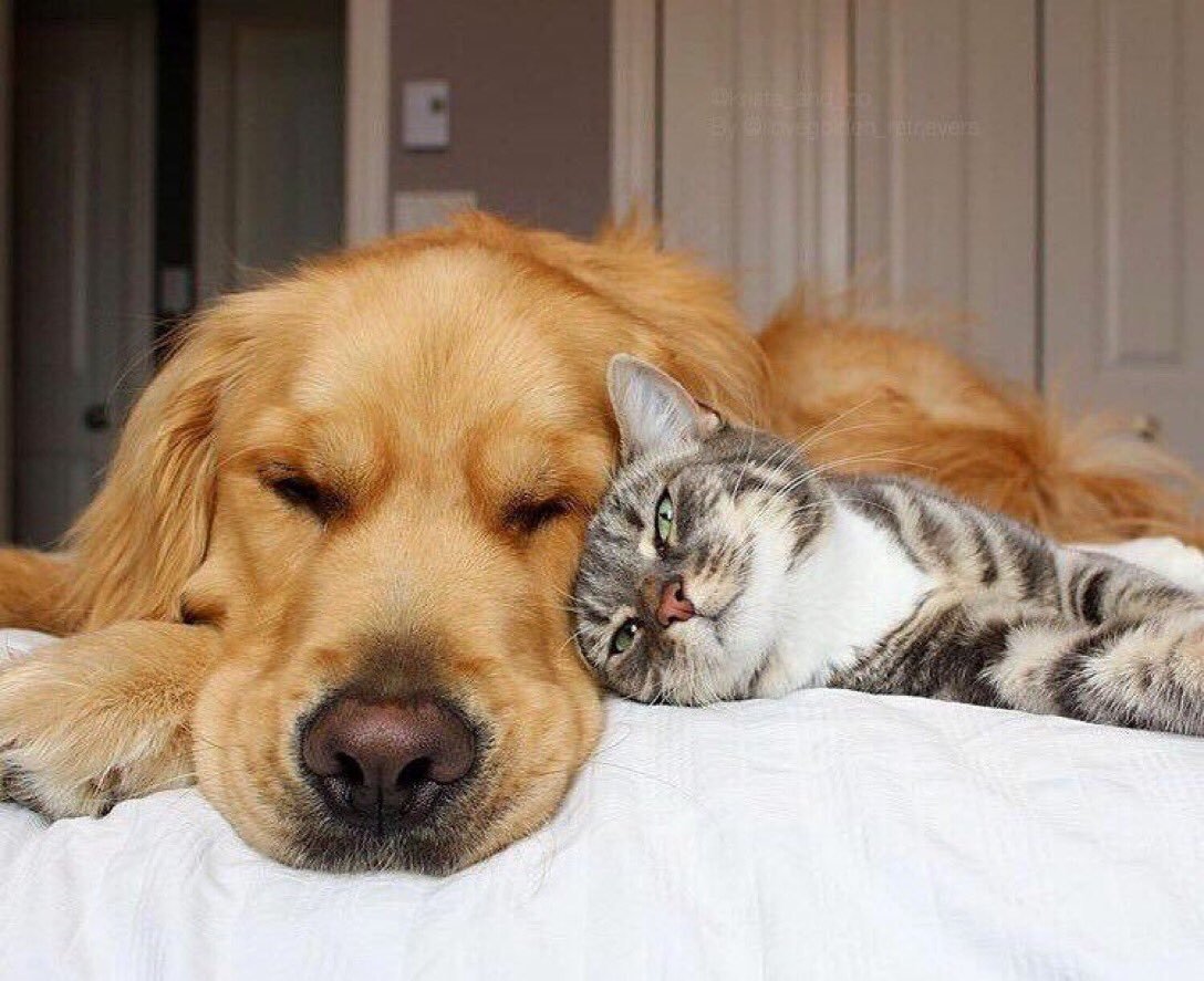 Сиба ину и кошка