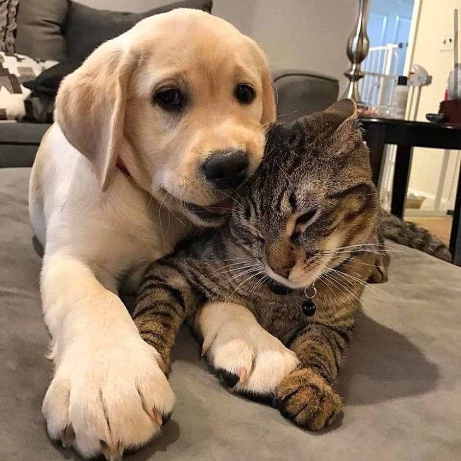Дружба кота и собаки