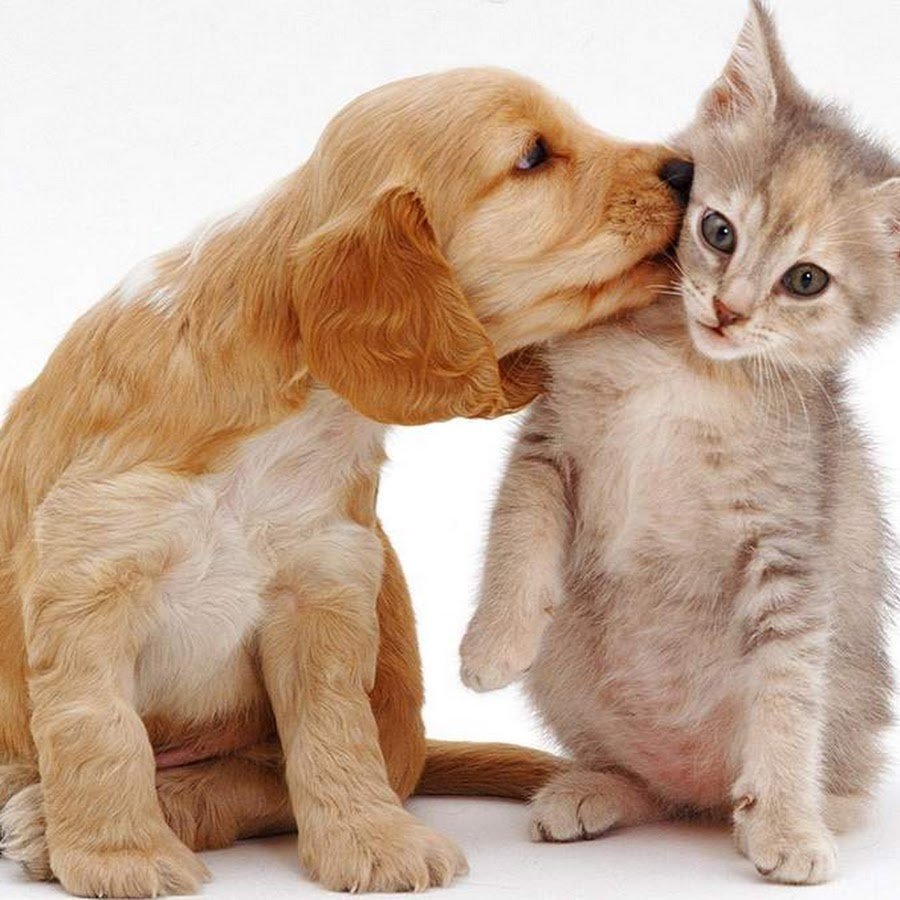 Милые собачки и кошечки